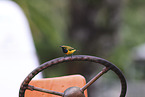 olive-backed sunbird