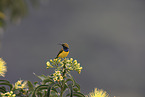 olive-backed sunbird