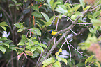 olive-backed sunbird