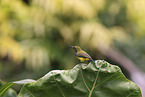 olive-backed sunbird