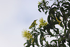 olive-backed sunbird