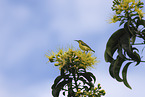 olive-backed sunbird