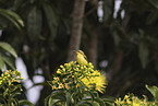 olive-backed sunbird