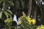 olive-backed sunbird