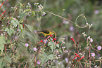 olive-backed sunbird