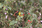 olive-backed sunbird