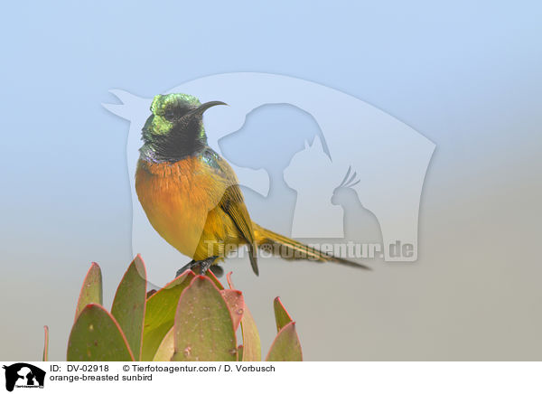 orange-breasted sunbird / DV-02918