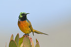 orange-breasted sunbird