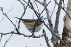 orange-flanked bush-robin