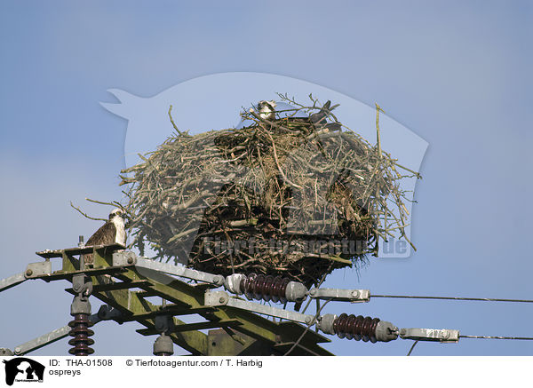 Fischadler / ospreys / THA-01508