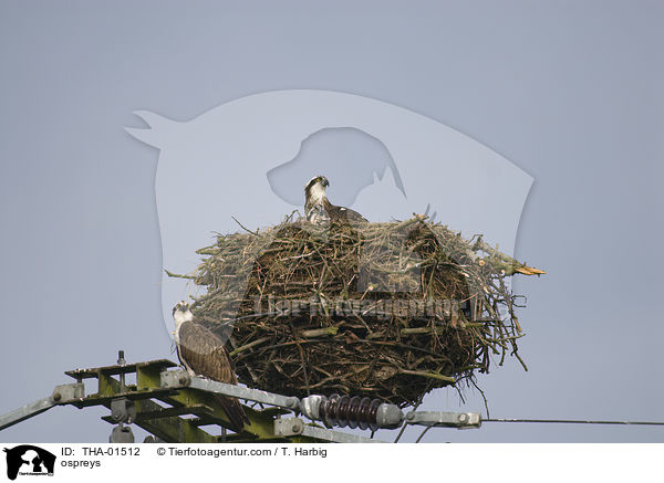 Fischadler / ospreys / THA-01512