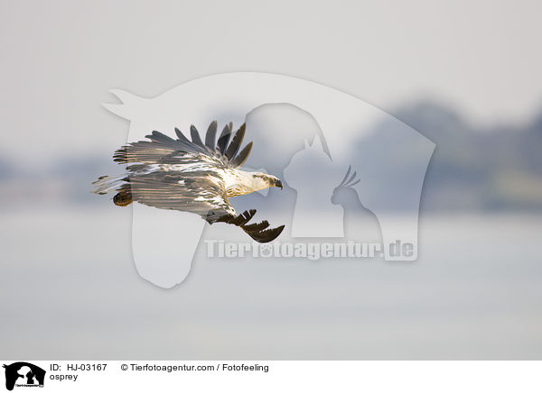 Fischadler / osprey / HJ-03167