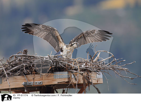 Fischadler / osprey / FF-01174