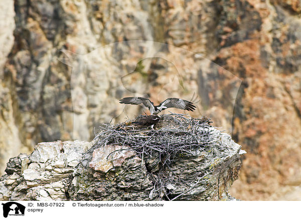 Fischadler / osprey / MBS-07922