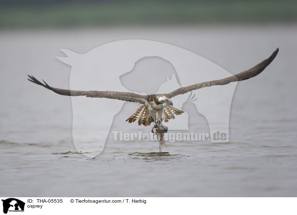 Fischadler / osprey / THA-05535