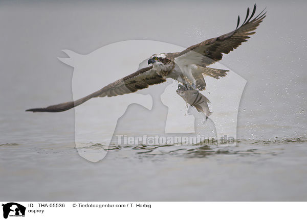 osprey / THA-05536