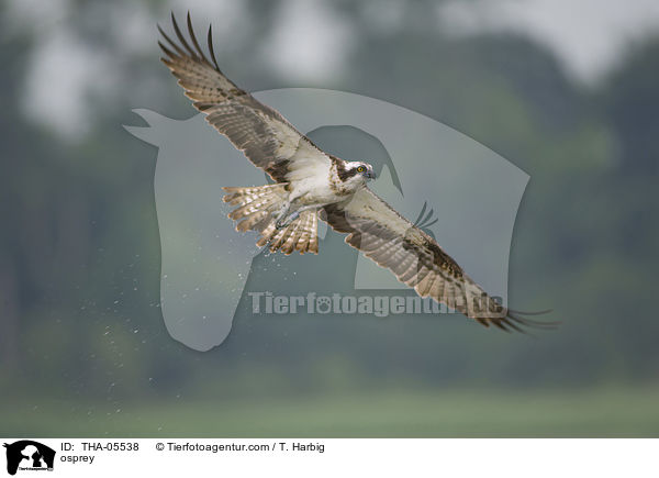 osprey / THA-05538