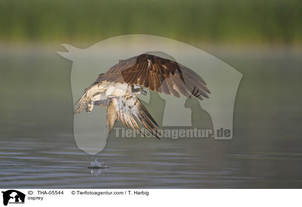Fischadler / osprey / THA-05544