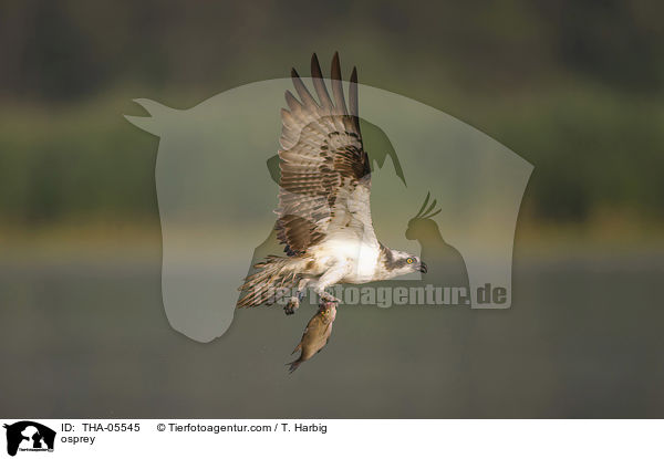 Fischadler / osprey / THA-05545