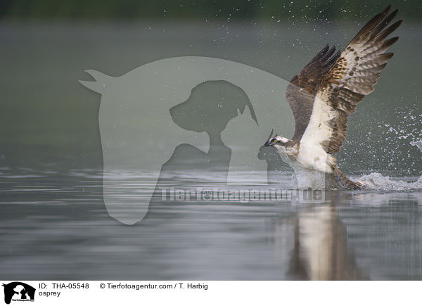 Fischadler / osprey / THA-05548
