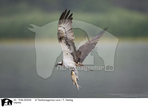 Fischadler / osprey / THA-05549