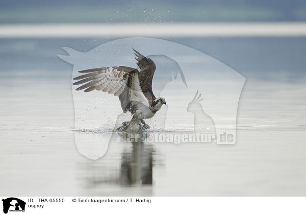 Fischadler / osprey / THA-05550