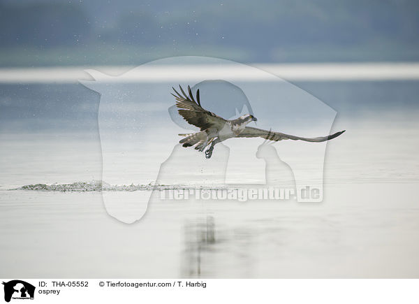 Fischadler / osprey / THA-05552
