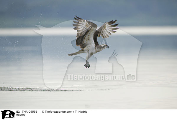 osprey / THA-05553