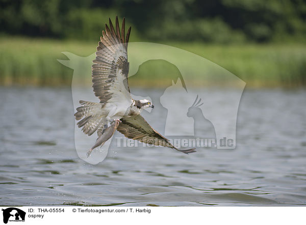 Fischadler / osprey / THA-05554