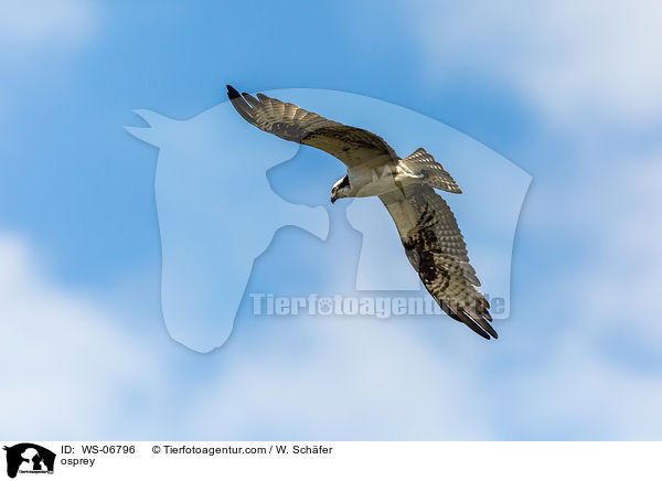 Fischadler / osprey / WS-06796