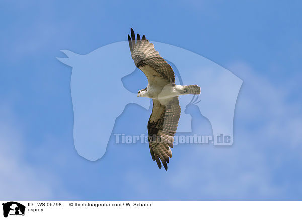 Fischadler / osprey / WS-06798