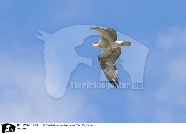 Fischadler / osprey / WS-06799