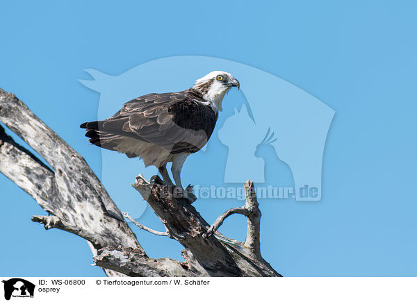 Fischadler / osprey / WS-06800