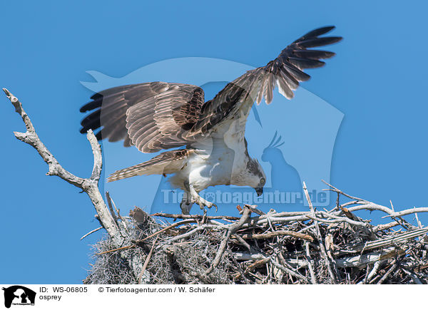 Fischadler / osprey / WS-06805