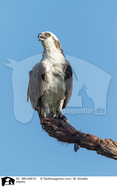 Fischadler / osprey / WS-06816