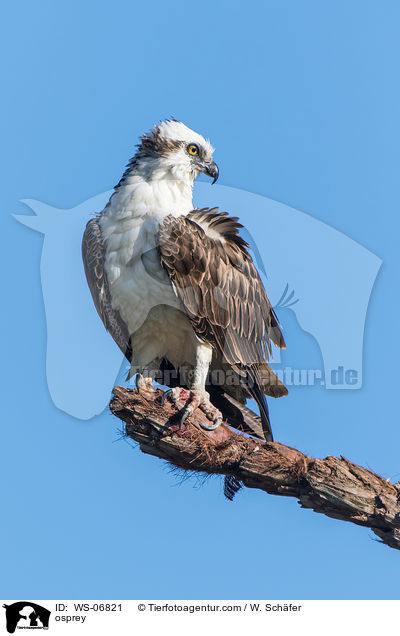 Fischadler / osprey / WS-06821