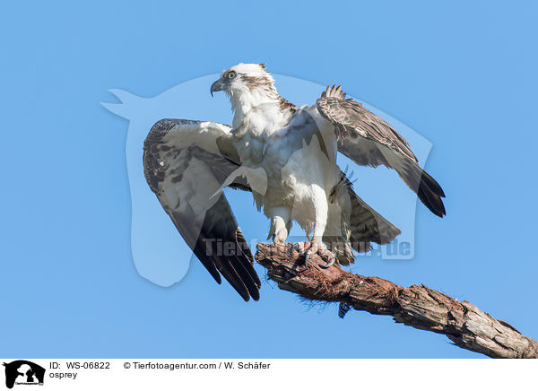 Fischadler / osprey / WS-06822