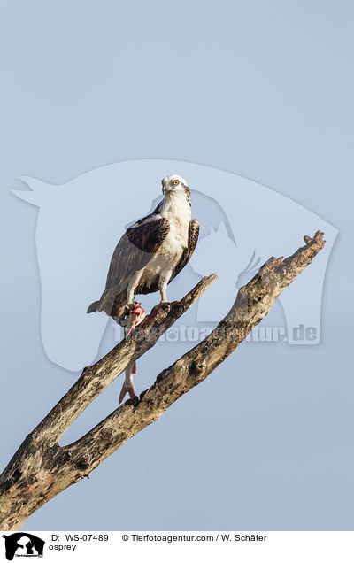Fischadler / osprey / WS-07489