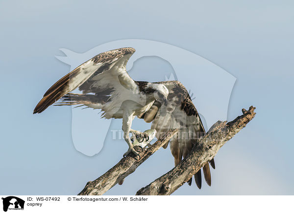 Fischadler / osprey / WS-07492