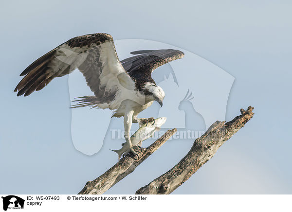 osprey / WS-07493