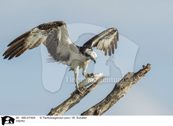osprey / WS-07494
