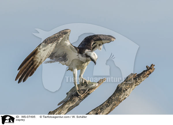 Fischadler / osprey / WS-07495