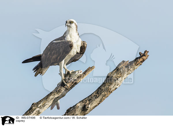 Fischadler / osprey / WS-07496