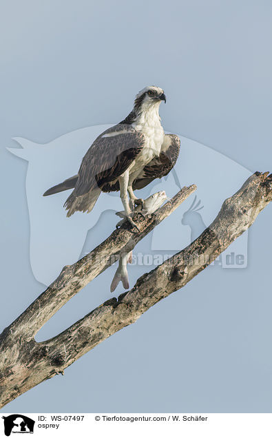 Fischadler / osprey / WS-07497