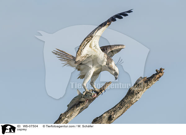 Fischadler / osprey / WS-07504