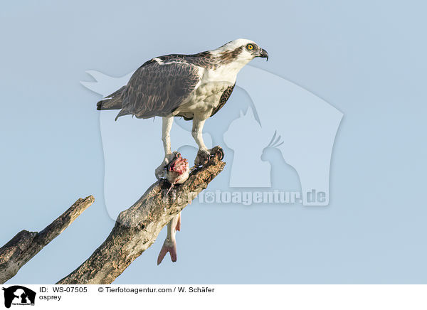 Fischadler / osprey / WS-07505