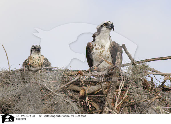 Fischadler / ospreys / WS-07508