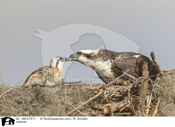 ospreys / WS-07511