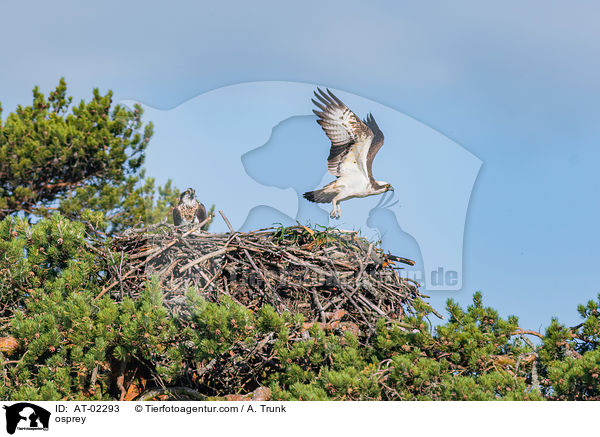 Fischadler / osprey / AT-02293