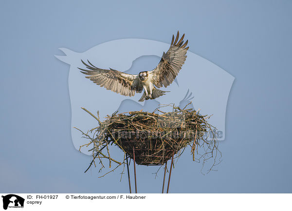 Fischadler / osprey / FH-01927